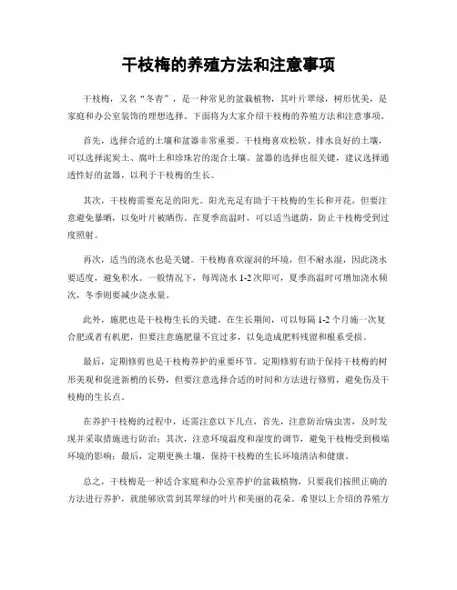 干枝梅的养殖方法和注意事项