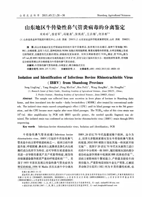 山东地区牛传染性鼻气管炎病毒的分离鉴定