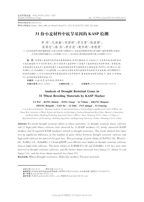 ３１份小麦材料中抗旱基因的ＫＡＳＰ检测