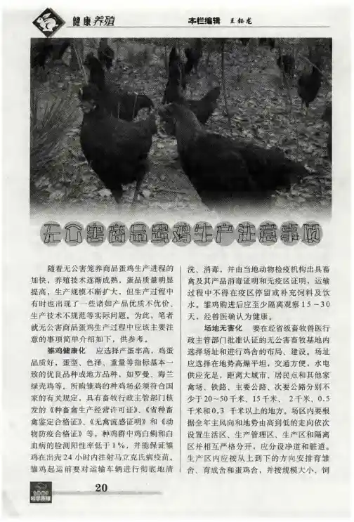 无公害商品蛋鸡生产注意事项
