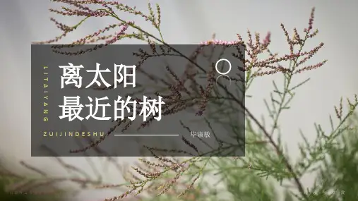 毕淑敏《离太阳最近的树》课件PPT(45页)