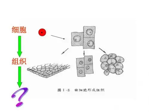 北师大版生物七年级上册2.4.2《生物体的器官、系统》课件3
