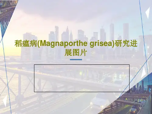稻瘟病(Magnaporthe grisea)研究进展图片共37页文档