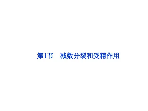 高中生物必修2《减数分裂和受精作用》课件