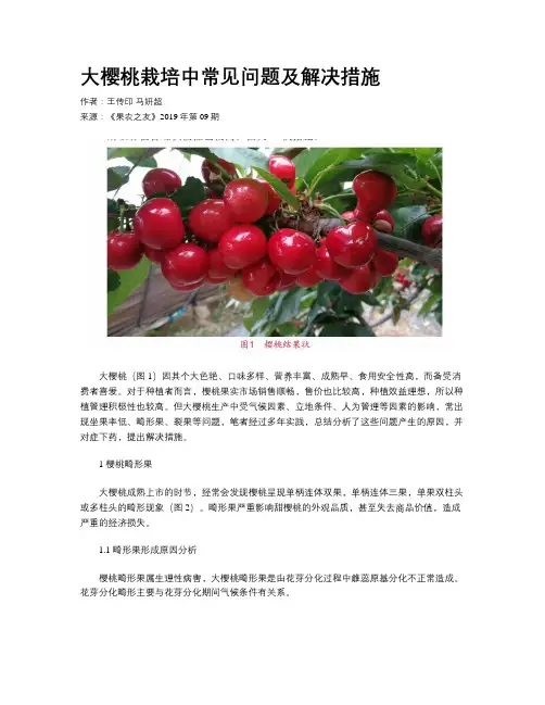 大樱桃栽培中常见问题及解决措施