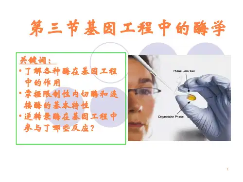 基因工程中的酶PPT课件