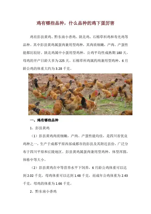 鸡有哪些品种,什么品种的鸡下蛋厉害