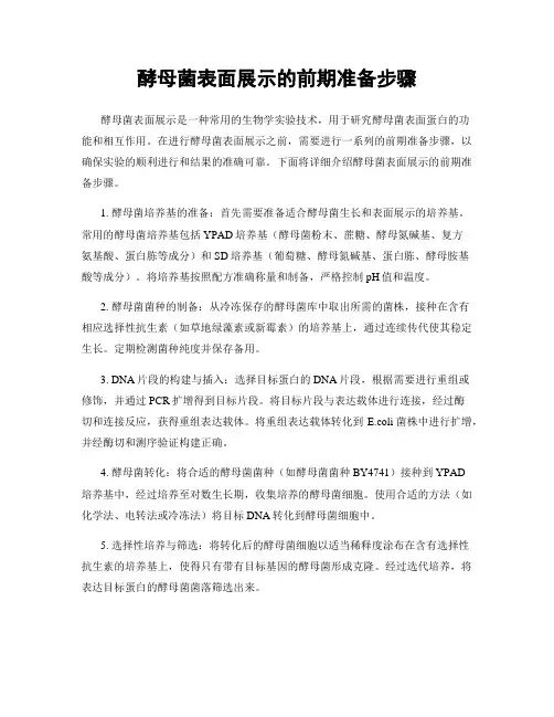 酵母菌表面展示的前期准备步骤