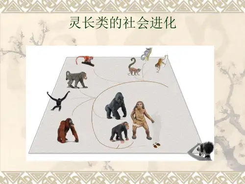 灵长类的社会进化
