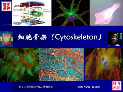 7.细胞骨架