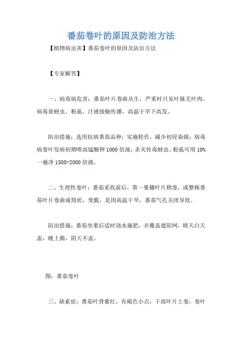 番茄卷叶的原因及防治方法