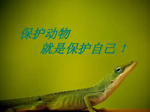 保护动物-PPT课件