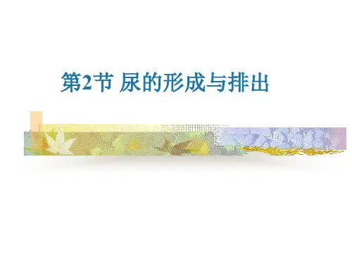 第2节 尿液的形成与排出 PPT课件 