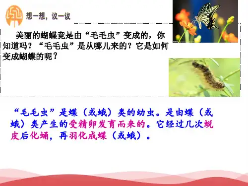 八下生物第七单元第一章第二节昆虫的生殖和发育PPT课件