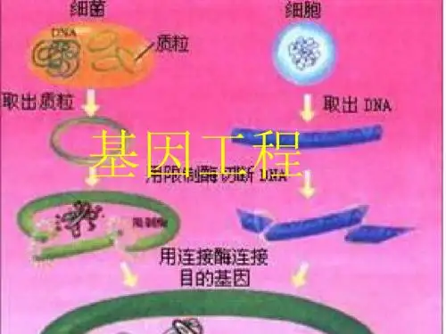 基因工程_1 PPT课件