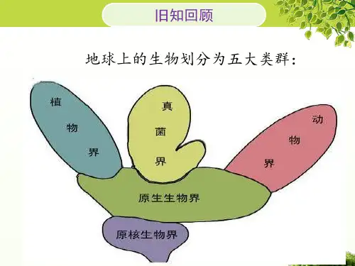 北师大版生物八年级下22章第2节原生生物的主要类群  (共33张PPT)