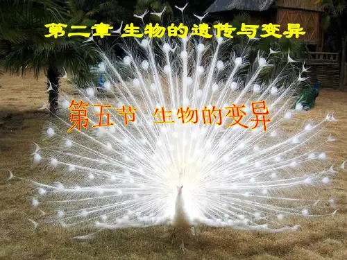 人教版八年级生物下册第七单元第二章第五节生物的变异