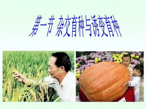 高三生物一轮复习 第6章 从杂交育种到基因工程