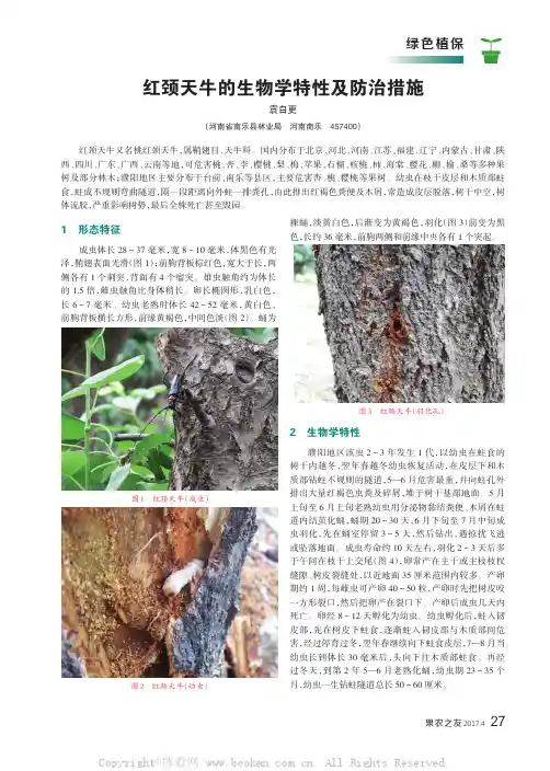 红颈天牛的生物学特性及防治措施