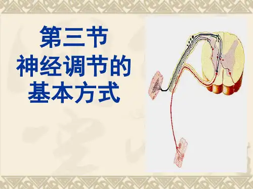 神经调节的基本方式课件(1)(人教版生物)