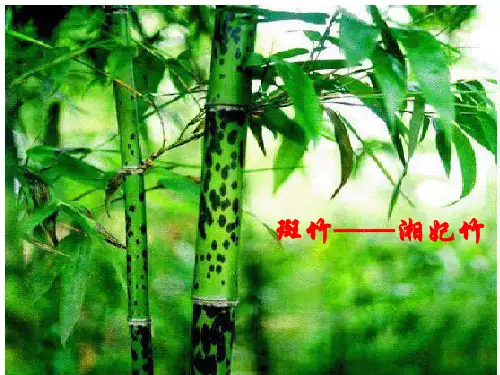 中国古代诗歌散文欣赏《湘夫人》课件 (共50张PPT)