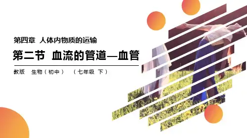 《血流的管道―血管》PPT精品课件