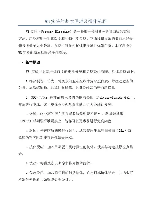 WB实验的基本原理及操作流程