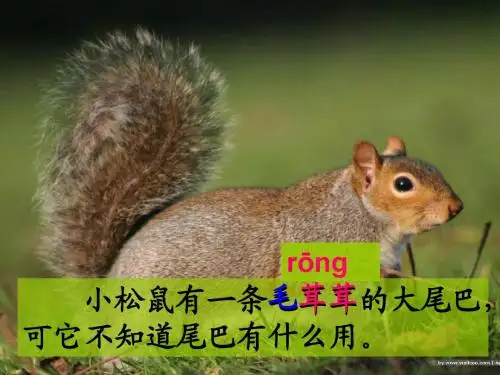 27 松鼠的尾巴课件