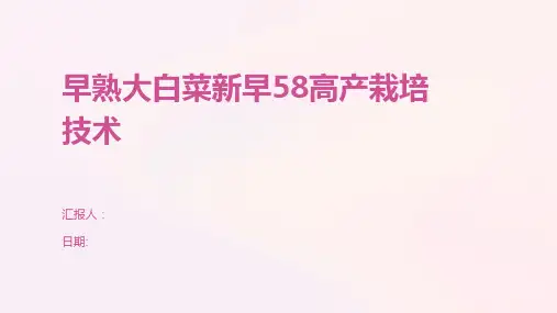 早熟大白菜新早58高产栽培技术