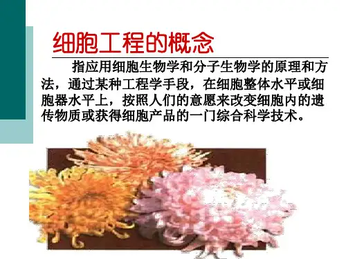 植物细胞工程PPT课件