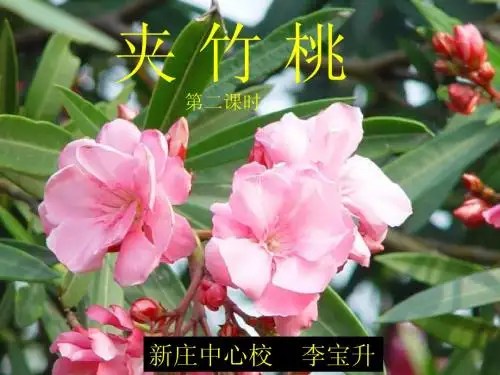 19、《夹竹桃》课件  (2)