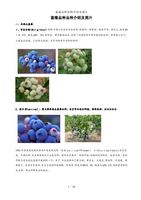 蓝莓品种品种介绍及图片
