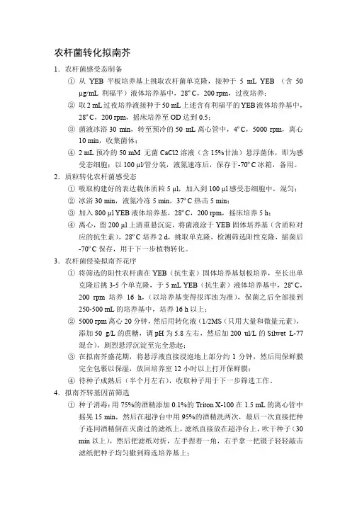 农杆菌转化拟南芥