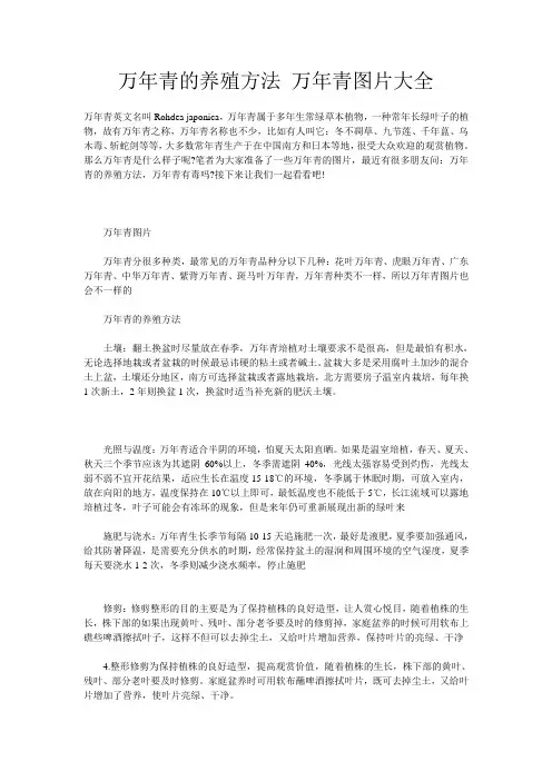 万年青的养殖方法 万年青图片大全