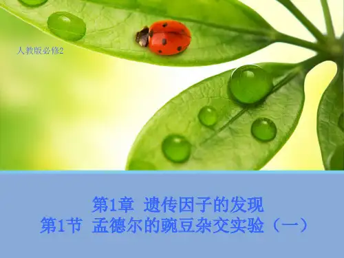 人教版高中生物必修2课件：第一章遗传因子的发现(必修二)