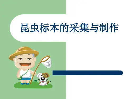 昆虫标本的采集与制作