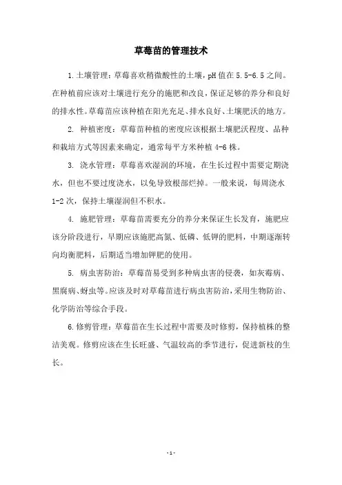 草莓苗的管理技术