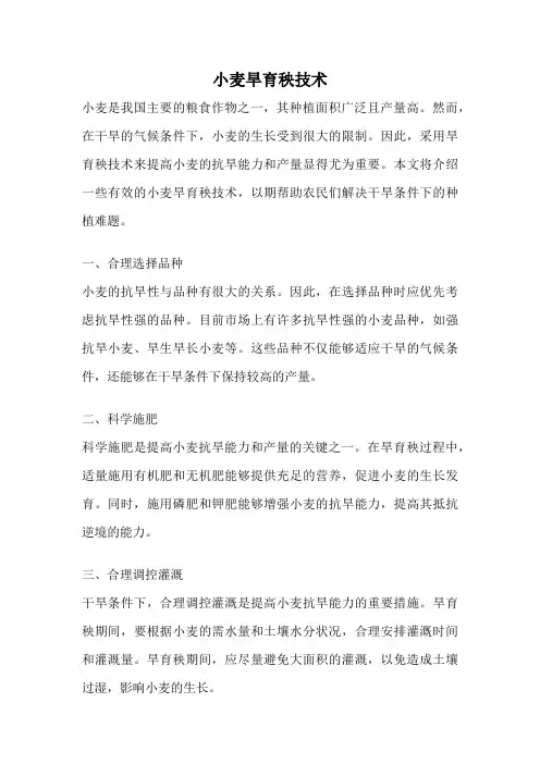 小麦旱育秧技术 2