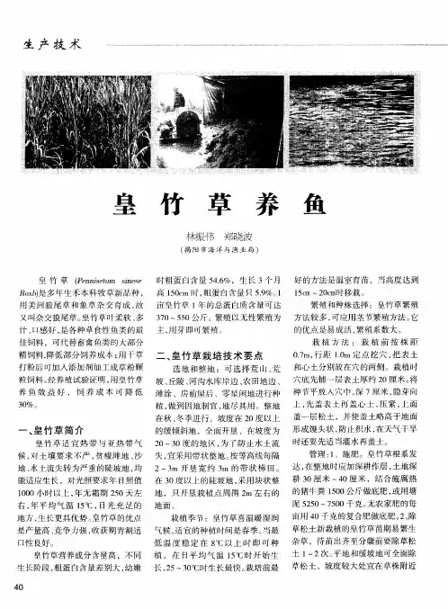 皇竹草养