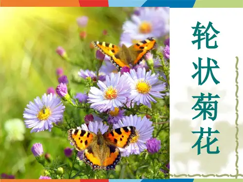 轮状菊花课件(小鸡)花鸟少儿国画水墨美术PPT课件