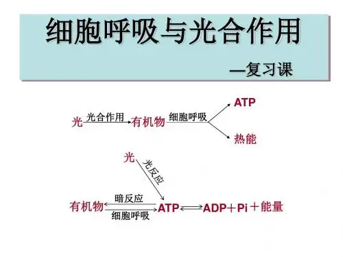 光合作用和呼吸作用复习课 PPT课件