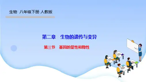 人教版八年级生物下册作业课件 第二章 生物的遗传与变异第三节 基因的显性和隐性