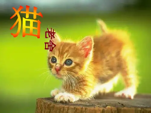 部编版四年级上册语文《猫》教学PPT说课课件