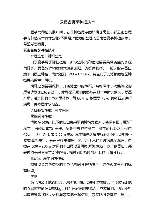 云南省魔芋种植技术
