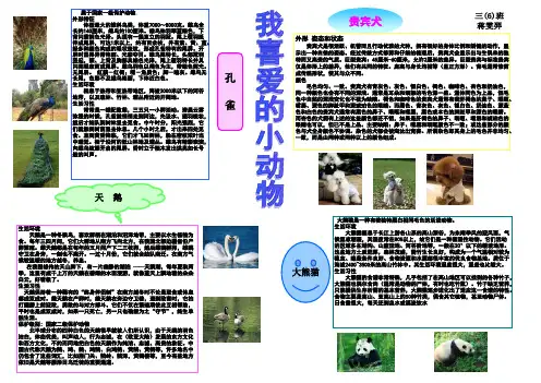 动物小报