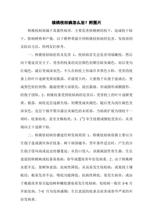 核桃枝枯病怎么冶？附图片