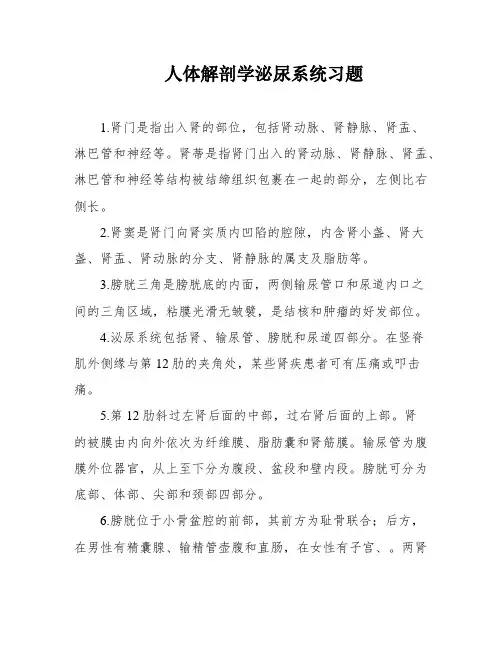 人体解剖学泌尿系统习题