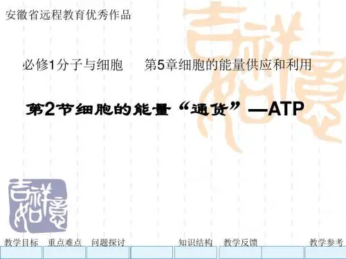《细胞的能量“通货”——ATP》PPT课件16 人教课标版