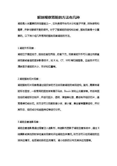 解剖观察肾脏的方法有几种