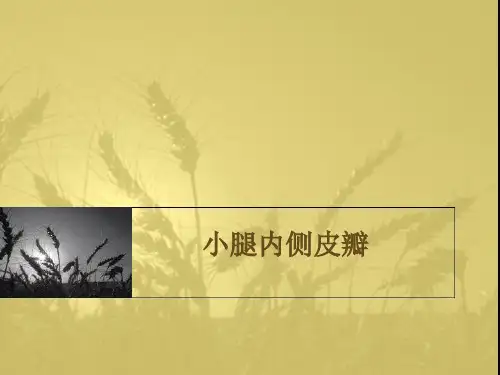 小腿内侧皮瓣讲义
